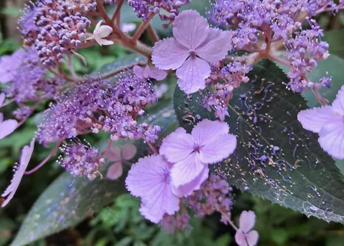 Oda ve Kahvaltı La Gentilhommiere De 3*